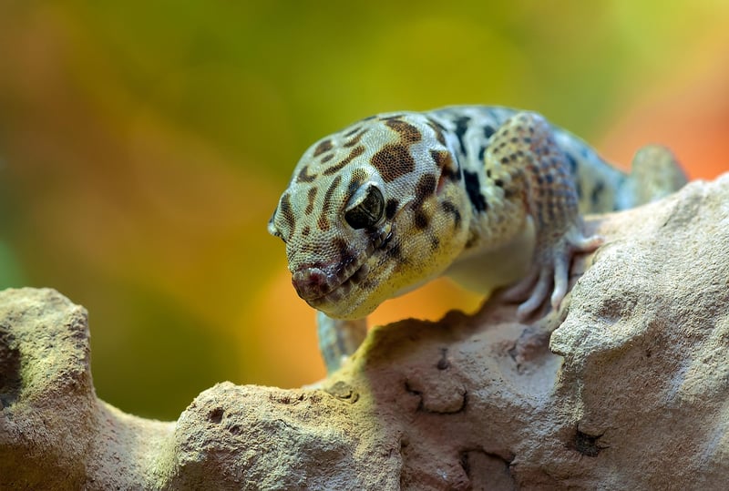 Wildlife Wonders